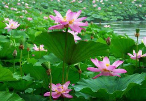 家裡可以種蓮花嗎|家裡可以種蓮花嗎？